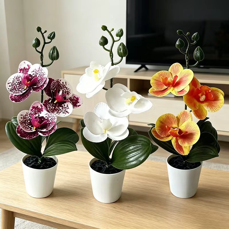Mini Butterfly Orchid Potted P - Orchid Phalaenopsis 评论和价格