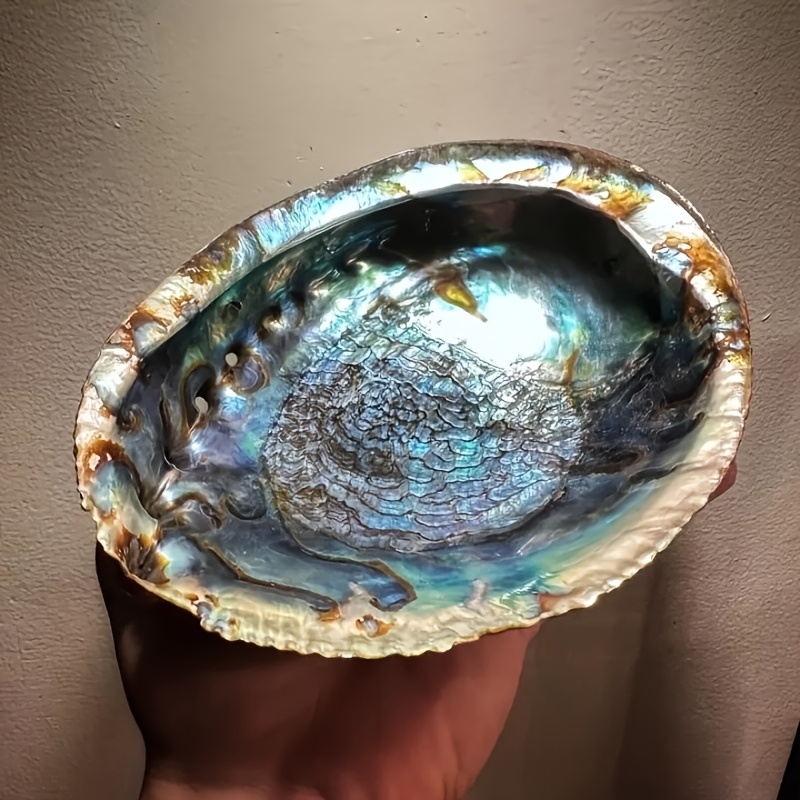 Abalone Shell Planters, Abalon - Plant Parents 评论和价格