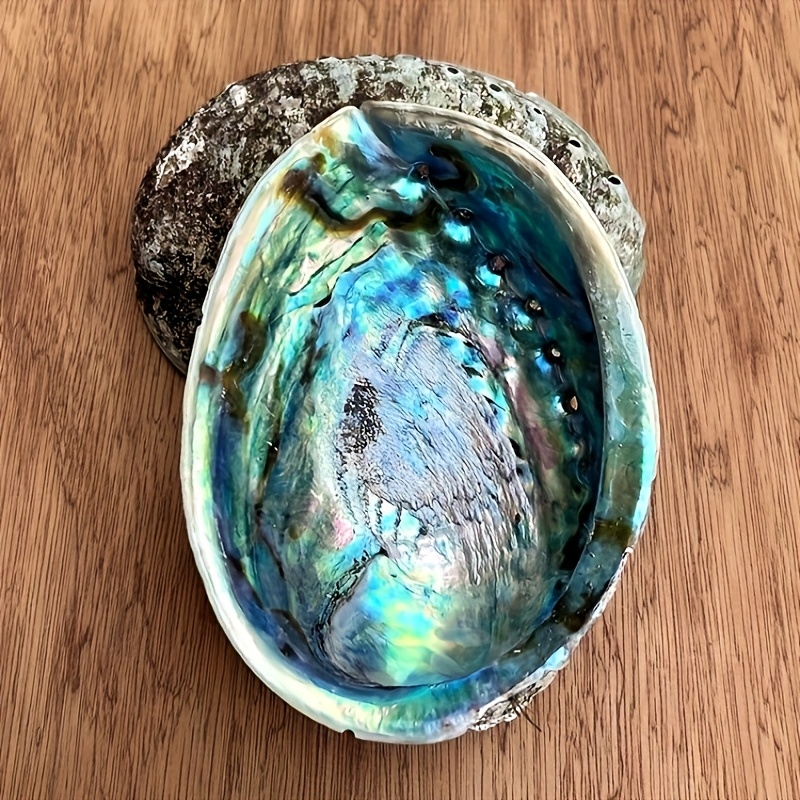Abalone Shell Planters, Abalon - Plant Parents 评论和价格