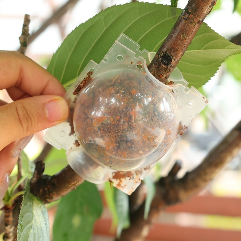 Air Layering Pods Plant Rootin - Plant Parents 评论和价格